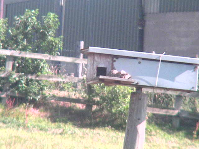 Little owl lying down in front of nest box