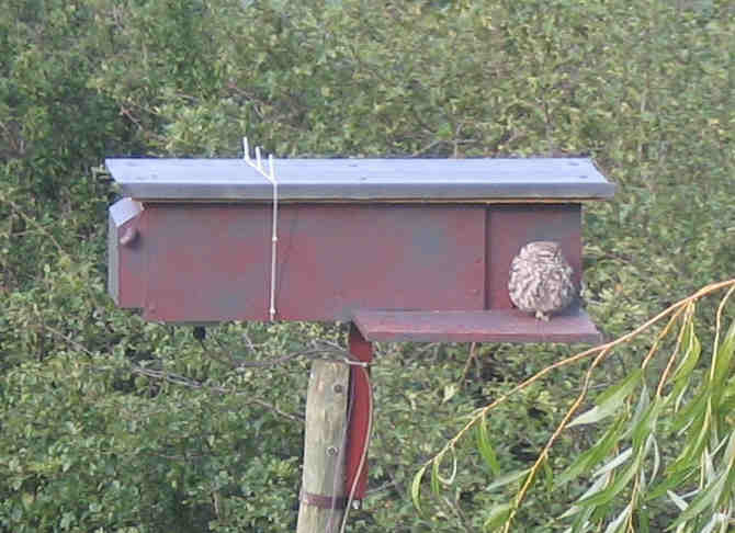 Little Owl Nestbox Squirrel Page